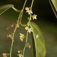 Zanonia indica subsp. indica L.